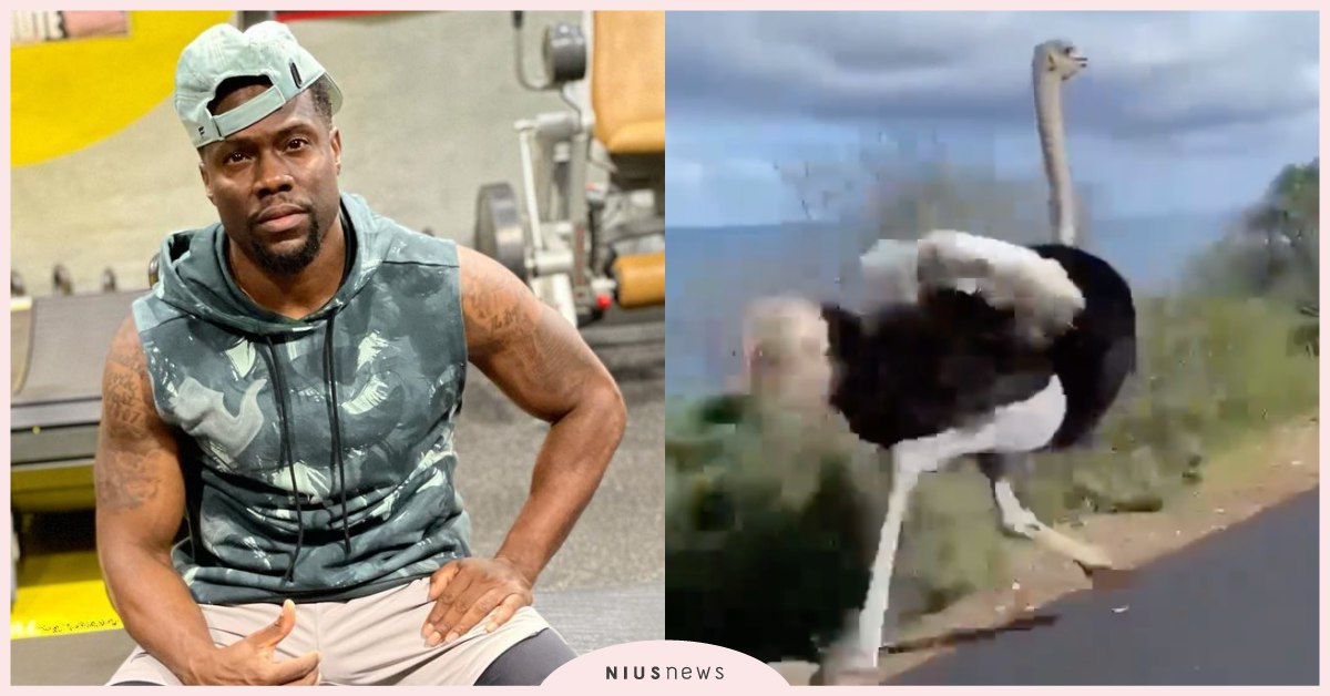 脫口秀都是講真的！凱文哈特發影片證明真的被「鴕鳥」追，網友「像身在《野蠻遊戲》」 凱文哈特、Kevin Hart、脫口秀、鴕鳥、奇遇記、西洋娛樂