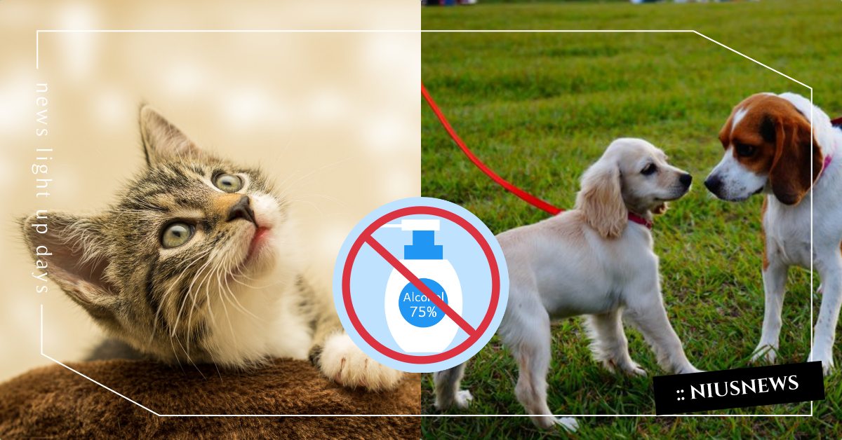 寵物酒精中毒10大症狀！防疫同時也要注意毛小孩健康，獸醫：兩天增加數十案例！ 酒精中毒、新冠肺炎、防疫在家、WFH、新冠病毒、酒精、消毒、次氯酸水