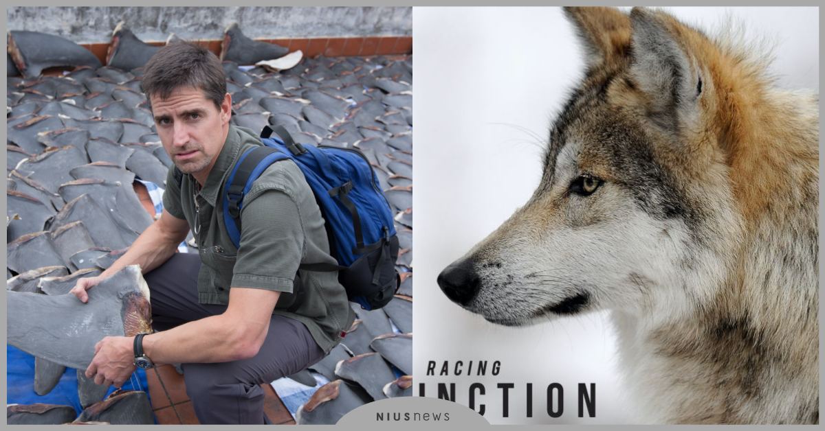 臥底進入動物黑市！《滅絕最後關頭》真實呈現瀕危動物遭到人類捕殺，殘忍行徑震驚全球 世界地球日、Discovery、一件好事救地球、動物星球頻道、可愛動物