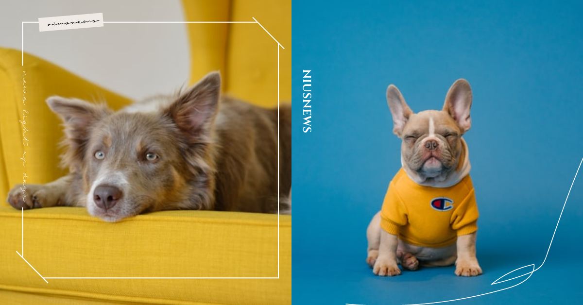 悶熱梅雨季狗狗「皮膚問題」跟著來！3大起因症狀，沐浴乳、飼料都可能是過敏原！ 可愛動物、寵物健康、寵物、毛小孩、狗狗