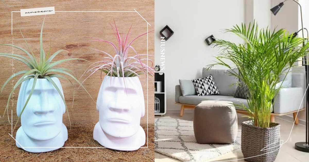 「寵物友善盆栽」9款推薦！貓咪超愛咬葉子必選安全無毒，防疫在家當園丁更要多注意！ 貓咪、寵物、可愛寵物、室內植栽、盆栽推薦