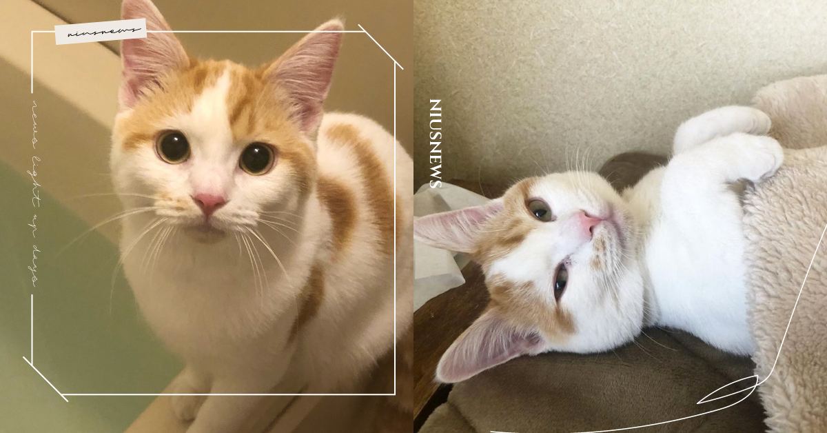 見AirPods「溺水中」主人秒崩潰，「兇手」本貓露無辜小眼神，網：貓貓無罪 可愛動物、寵物、毛小孩、貓咪、喵星人