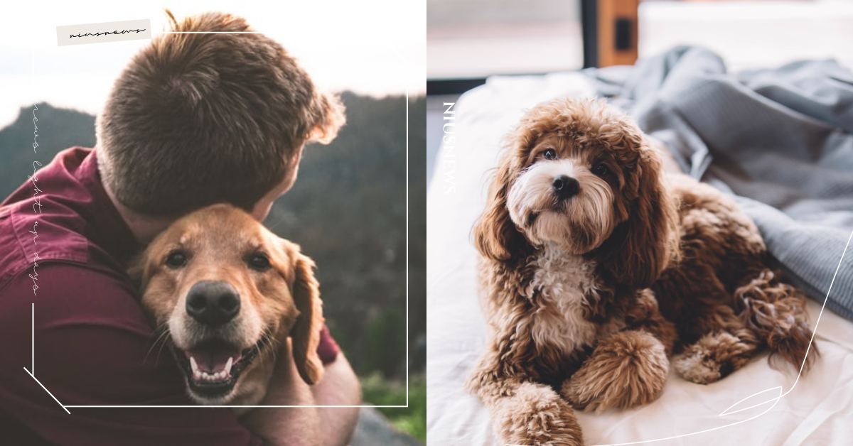 「心絲蟲」恐導致狗狗死亡！3方法能避免毛小孩感染，動保處提出：「預防勝於治療」 可愛動物、寵物、寵物健康、毛小孩、狗狗