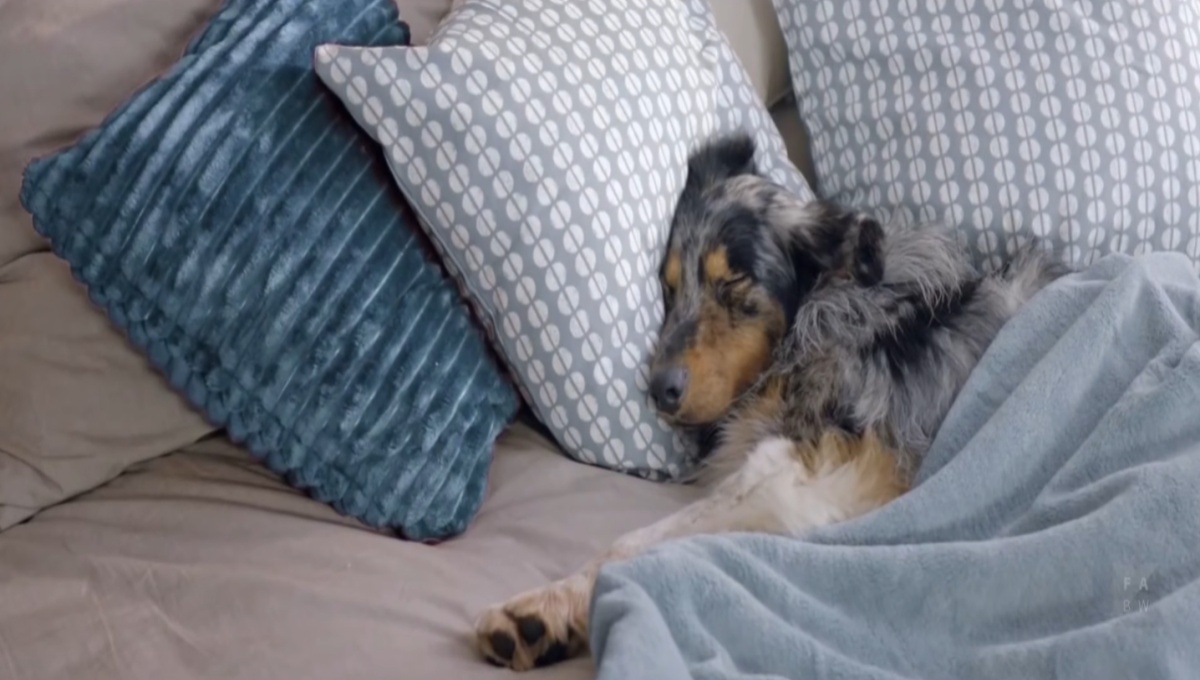 當主人被送上救護車，而我追到眼睛也闔上了 德國、IKEA、被單、溫馨