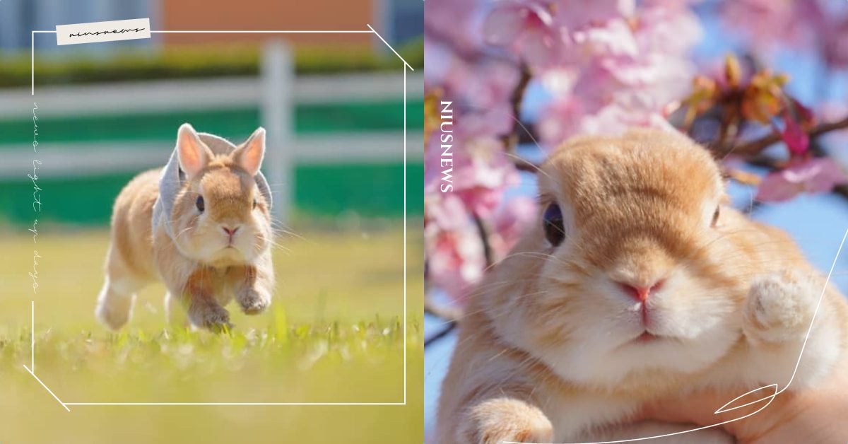 直接原地融化！日本超萌「彼得兔」愛穿帽Ｔ＆蓬蓬裙，網友：我的心蹦蹦蹦蹦蹦跳！ 可愛寵物、寵物趣聞、兔子、可愛兔兔、日本