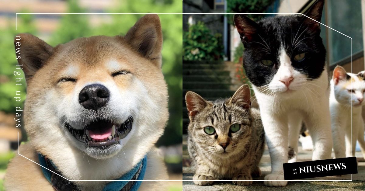 防疫在家看貓咪！博客來「高人氣動物寫真書」Top5，黃阿瑪、豆漿娘娘都上榜！ 書摘、博客來、排行榜、寫真書、貓奴、貓控、可愛寵物、疫情、排行榜、書單、柴犬Maru、豆漿娘娘、黃阿瑪的後宮生活、日本貓散步、歐派貓