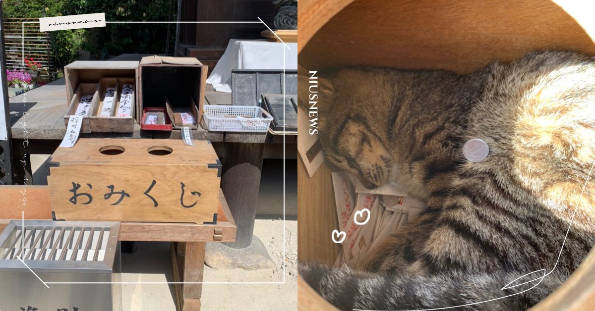 籤詩怎麼毛毛的！虎斑貓被放一元日幣熟睡在籤盒，網友祝福：遇見喵大神幸運一整年！ 寵物趣聞、可愛寵物、日本神社、貓咪、抽籤