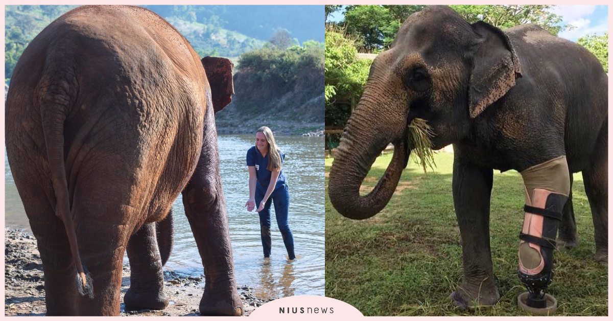 無國界美女醫生製作「大象專屬義肢」！因地雷失去一條腿，重獲新生看起來好幸福！ 動物園、大象、獸醫、醫生、救援