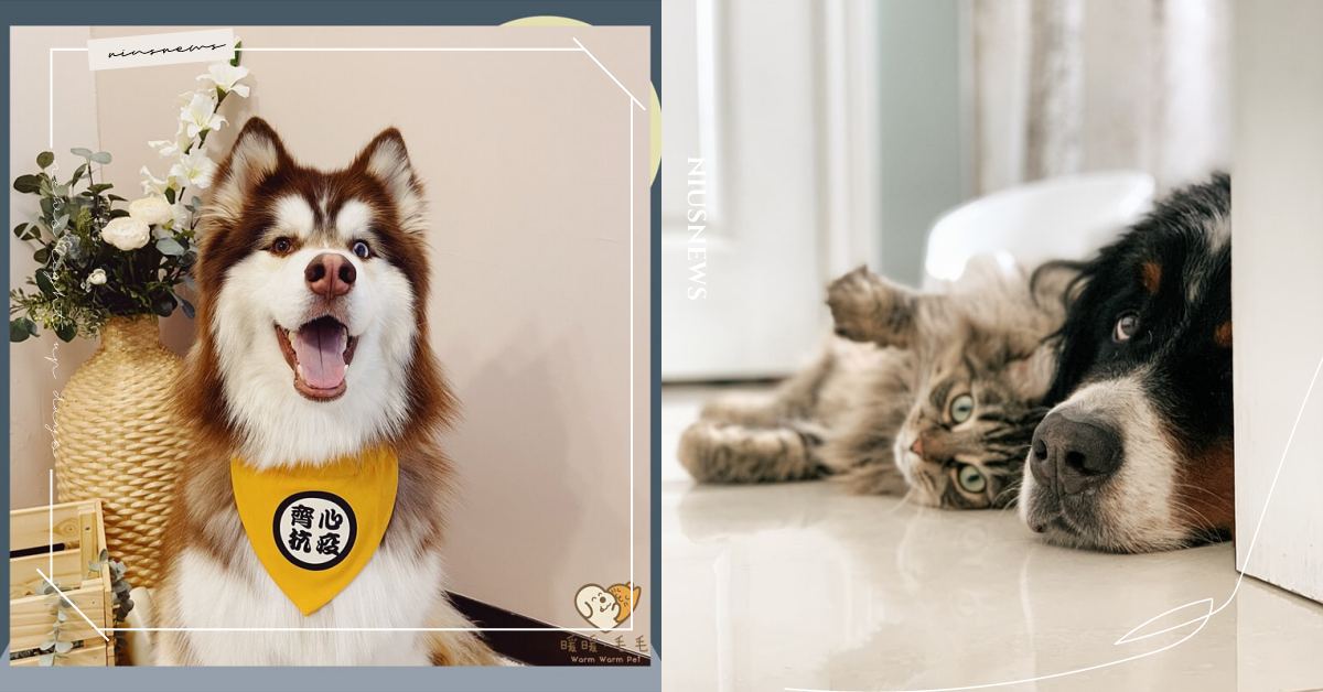 居家防疫必買5樣寵物商品！毛小孩專屬地板清潔、除臭噴霧一次買齊，在家也能超安心！ 寵物選品、寵物照顧、居家防疫、疫情、新冠肺炎、防疫、寵物店、寵物商店、購物、購物清淡、毛小孩、狗狗、貓咪