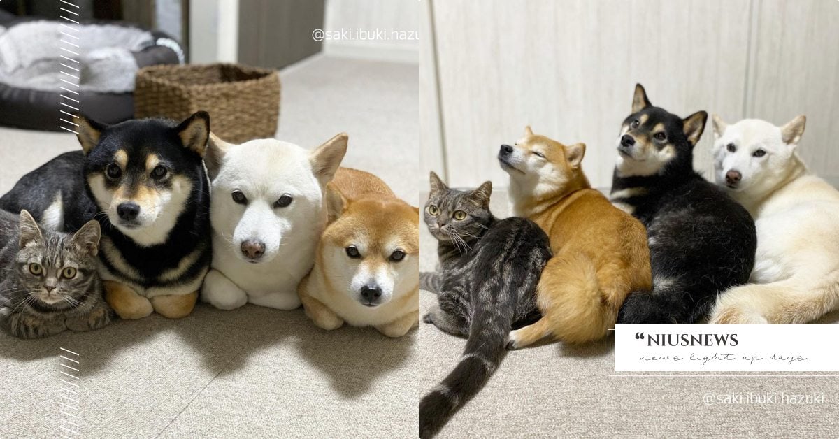 貓咪被同化了！日本「三柴一貓」一起折手萌到融化，吃飯會等等還能聽指令按鈴鐺！ 可愛寵物、寵物趣聞、柴犬、赤柴、白柴、黑柴、美國短毛貓、虎斑貓、日本、萌寵