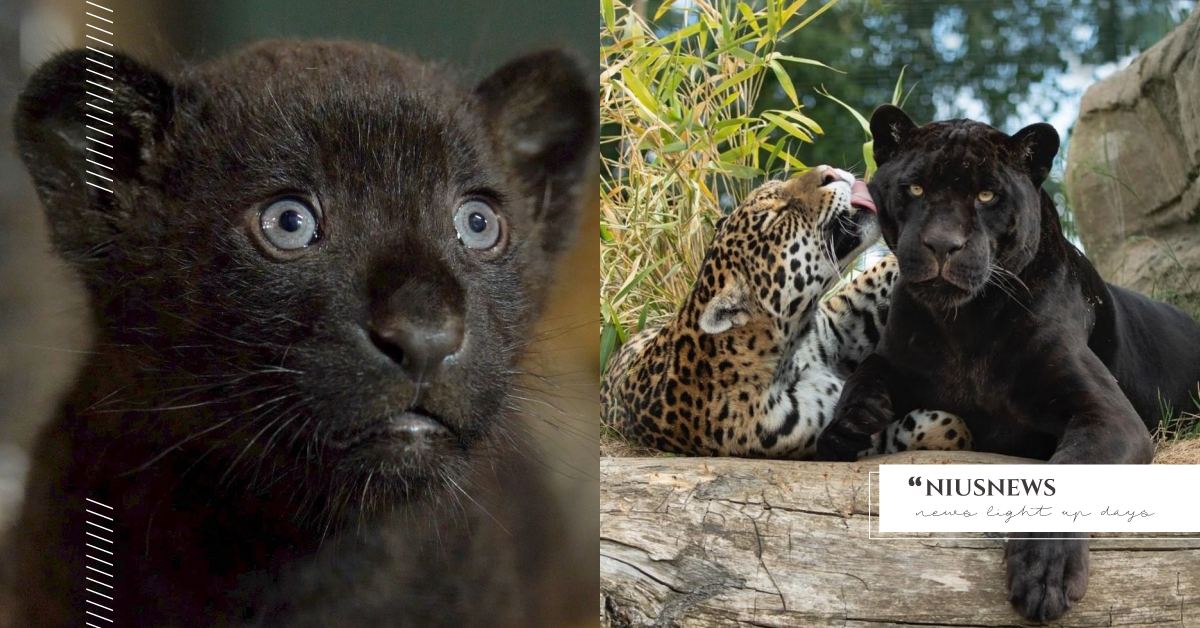 美洲花豹媽生出稀有小黑豹？歐洲貓咪庇護所釋出父親照，網友表示：爸爸基因太強大！ 可愛寵物、動物、毛小孩、美洲豹、豹