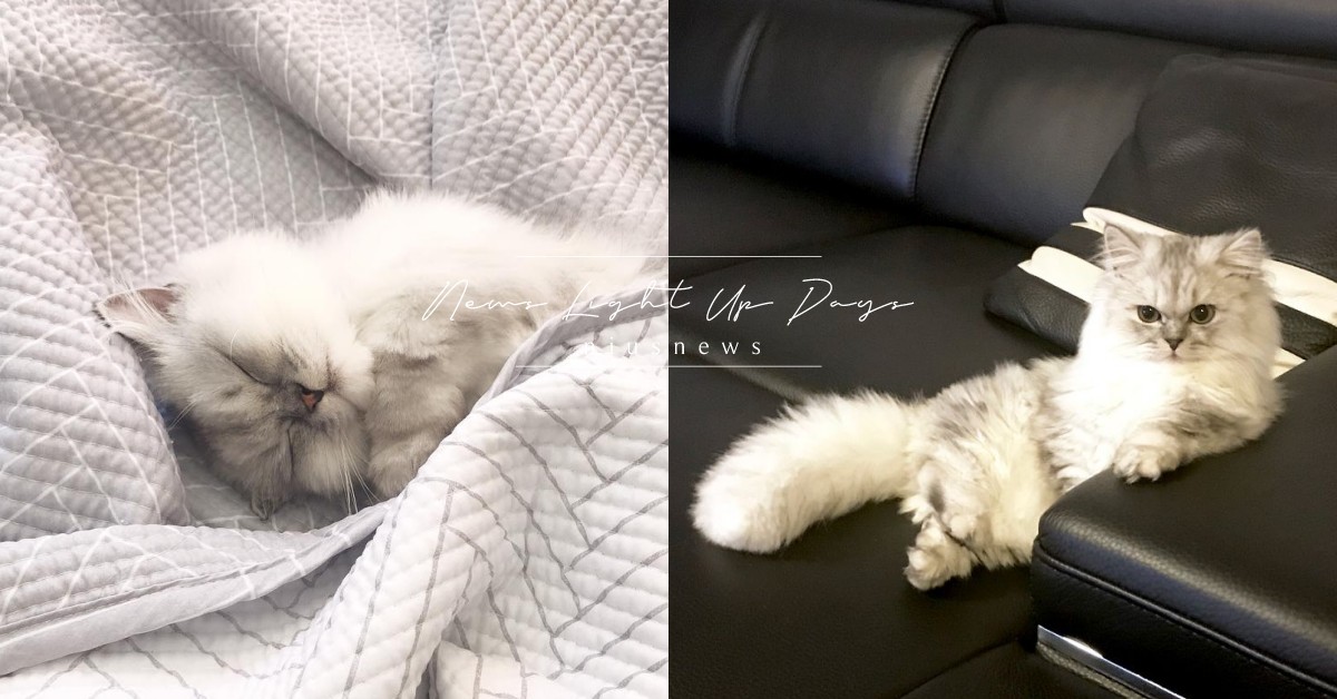 「貓咪測驗」三秒測你的內外在個性！「團寵型」人見人愛、「勞動型」吃苦當作吃補 心理測驗、貓咪測驗、貓美術館、測驗、測試、心理測驗、性格本質