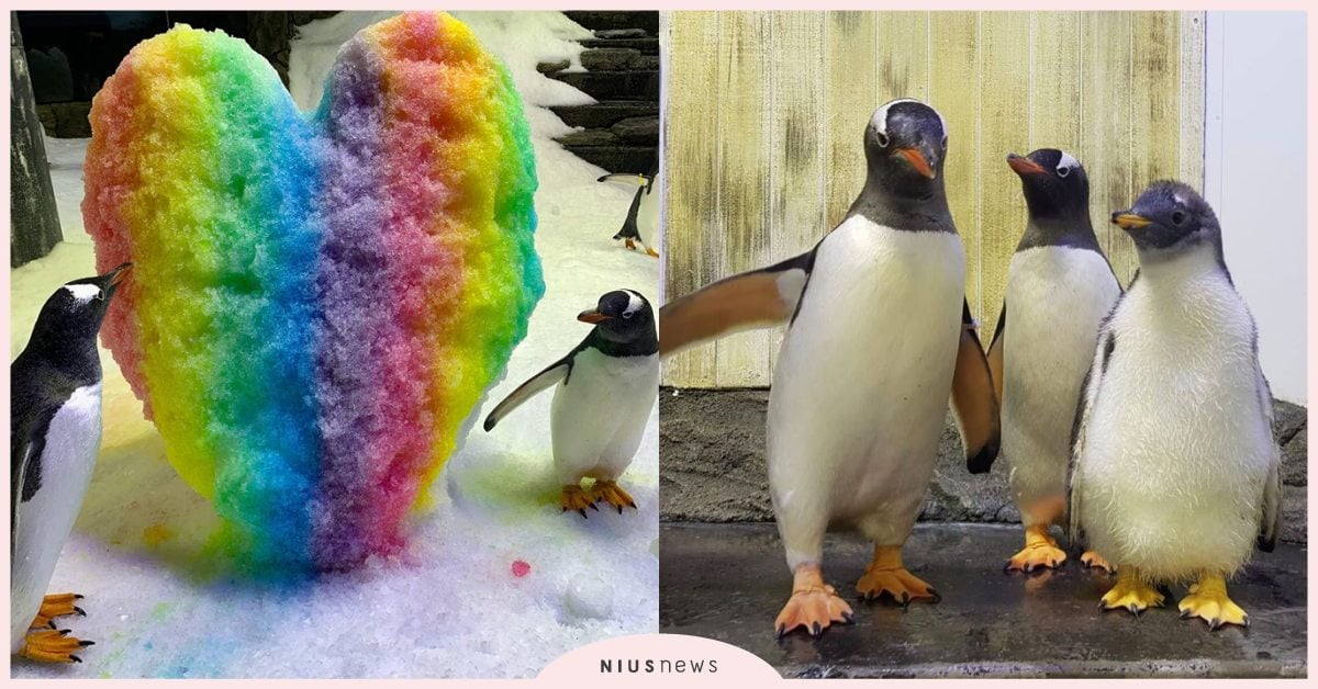 動物也歡慶同志驕傲月！澳洲「企鵝夫夫」共築巢育兩兒，水族館員工還特製彩虹冰磚！ 可愛寵物、同志驕傲月、同志驕傲、性別平權、企鵝夫夫、寵物趣聞、彩虹月、彩虹動物