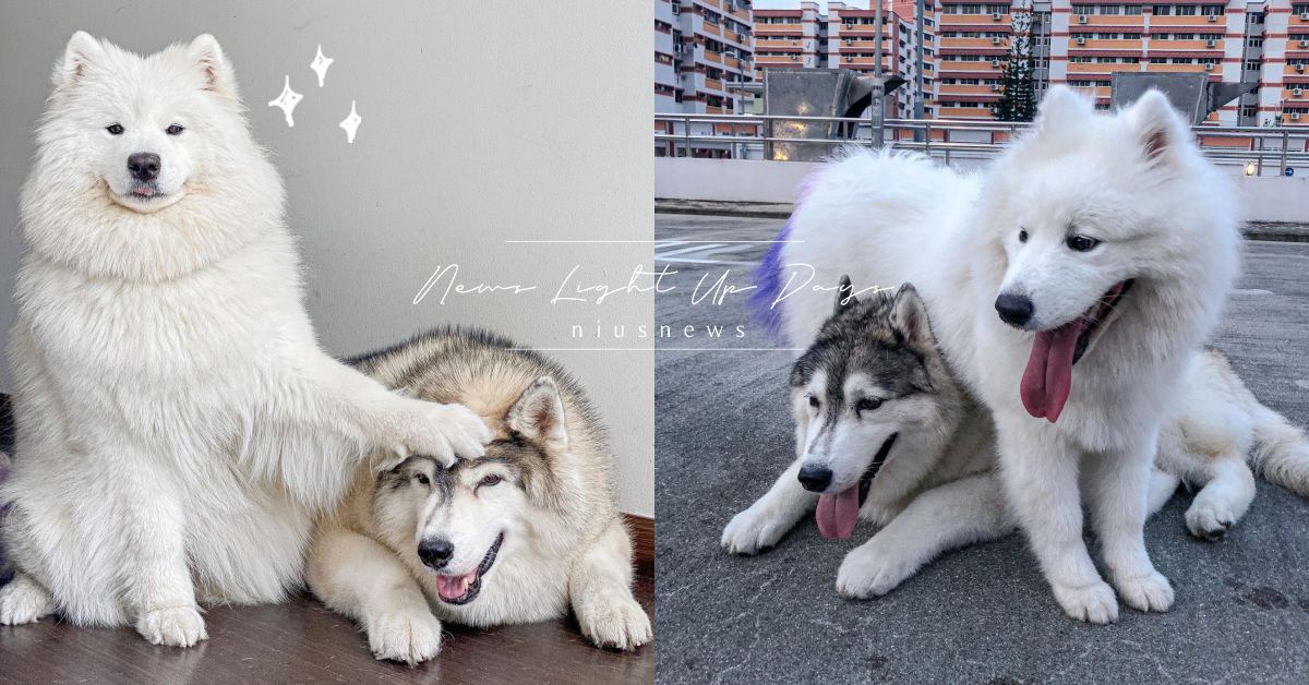 是遇上命定剋星吧？哈士奇被薩摩耶妹妹摸頭殺後秒靜音，「慫樣」笑翻網友！ 可愛動物、寵物、毛小孩、動物、汪星人、狗狗、狗、哈士奇、撒摩耶、兄妹、摸頭殺