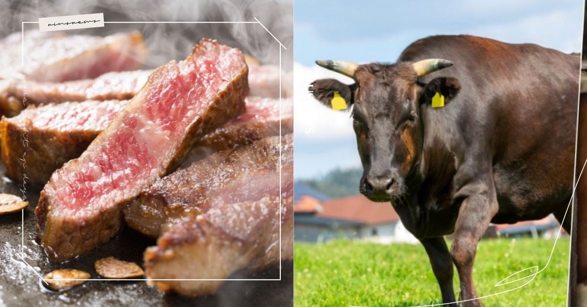 「和牛」是什麼？日本國家認證只有4種、神戶牛其實不存在？和牛知識懶人包！ 日本、牛、和牛、神戶牛、牛肉、品種、分類、差異、懶人包、地區