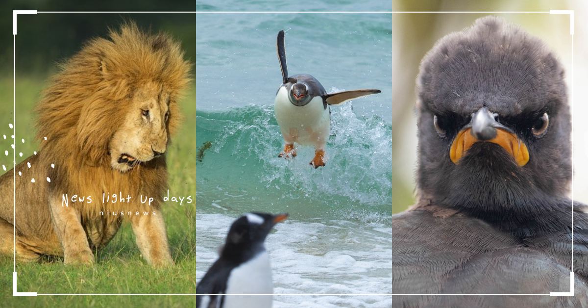 2021年度最幽默！「喜劇野生動物攝影賽」釋出作品，厭世憤怒鳥、倒頭栽狐狸超搞笑 可愛動物、寵物、毛小孩、動物、2021、搞笑野生動物攝影比賽、攝影、比賽、攝影師、照片、作品、獲獎、搞笑、幽默、逗趣