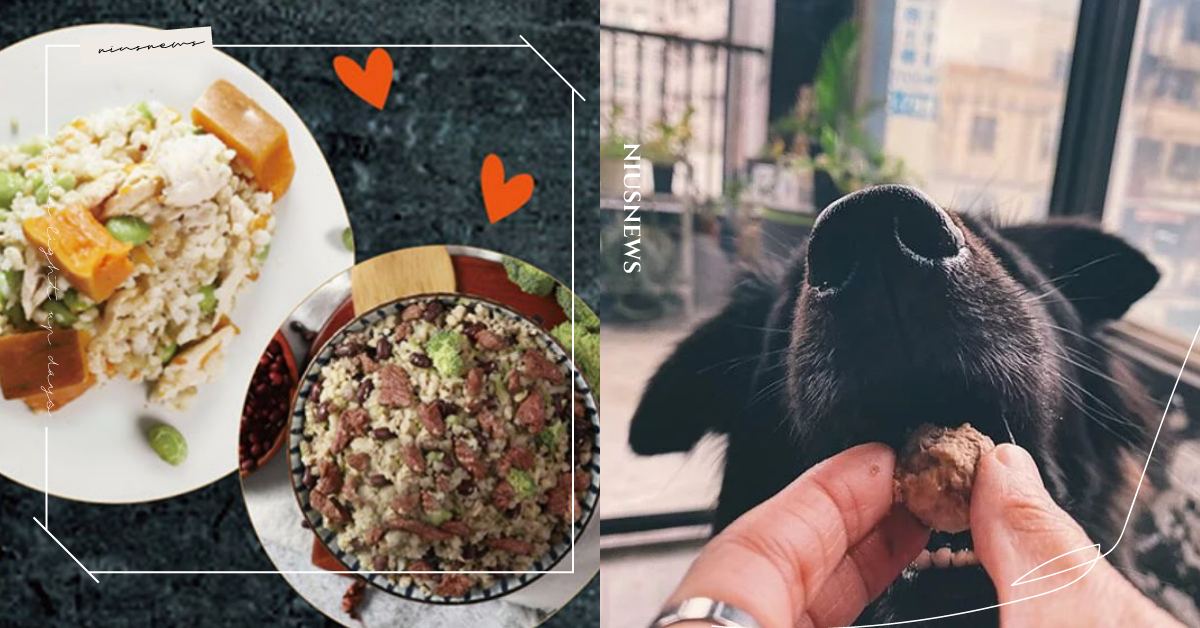 5款超澎湃「毛小孩零食盒」推薦！新鮮食材讓主子吃到想囤貨，鮮食、玩具通通都有！ 寵物、寵物選品、寵物飲食、毛小孩、零食盒