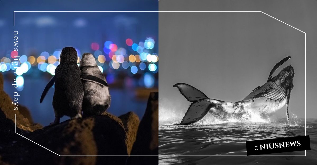 照片有洋蔥！年度海洋攝影大賽「企鵝互相依偎」奪千萬人讚，座頭鯨躍出水面超壯觀！ 年度海洋攝影大賽、照片、攝影大賽、攝影師、企鵝照片