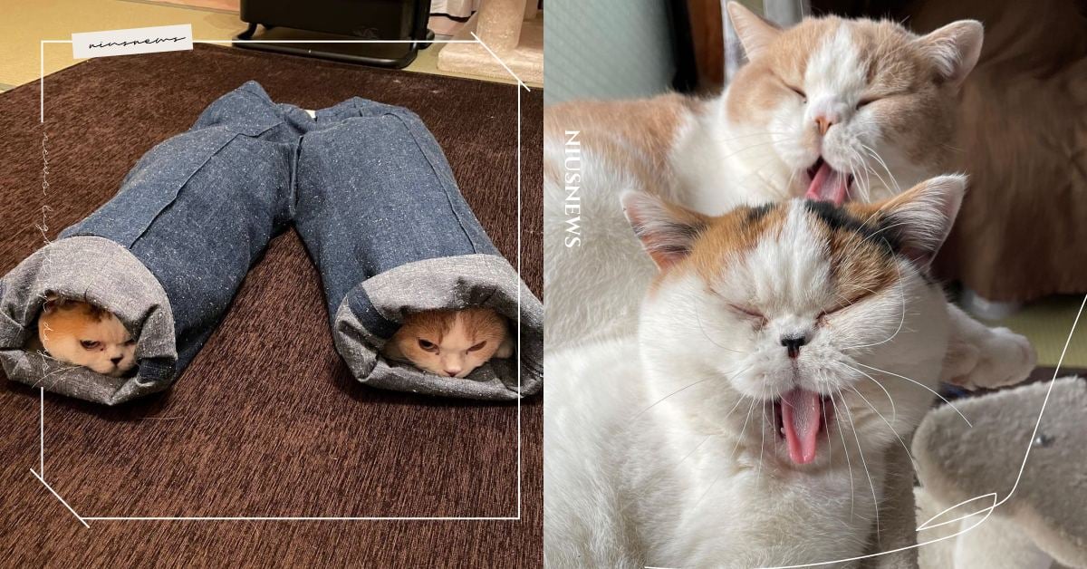 無處不玩躲「貓貓」！喵主子連牛仔褲管都能藏，主人哭訴：「差點以為牠們不見了！」 可愛動物、寵物、毛小孩、貓咪、喵主子、喵星人、日本、躲貓貓、躲藏、牛仔褲、日式暖爐桌