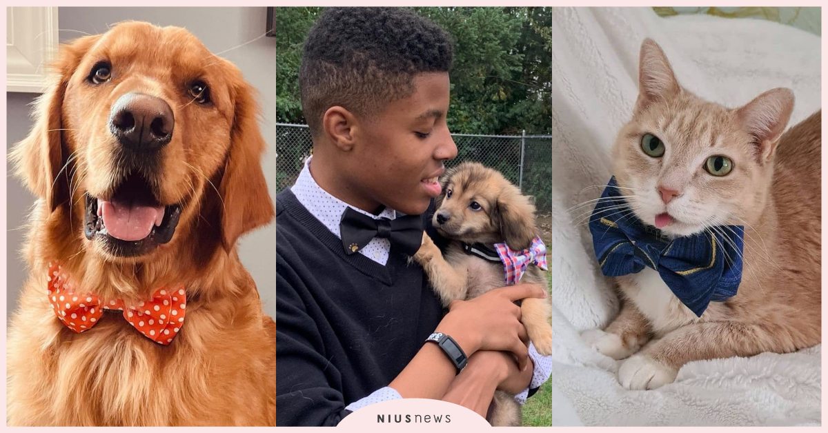 浪浪變好帥！14歲男孩「手工縫製600領結」贈收容所，毛孩重獲新生模樣閃閃發光！ 收容所、領養代替購買、領養、寵物、可愛寵物、寵物趣聞、領養、美國