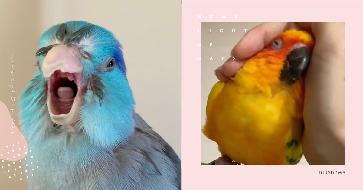 家中根本鳥園！每隻個性都截然不同讓主人好無奈，網友笑稱：還養了幾隻「憤怒鳥」！ 可愛動物、動物、寵物、毛小孩、鳥、小鳥、鸚鵡、憤怒鳥、寵物鳥、飼主、個性、生活、影片、搞笑、逗趣