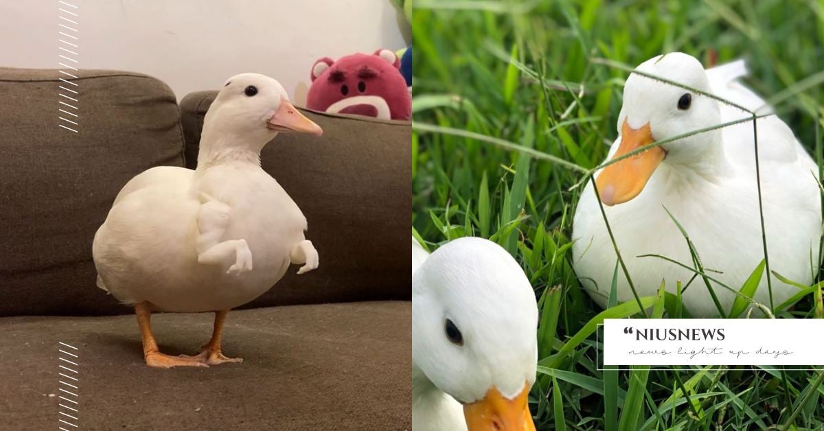 進擊的呱吉拉！「柯爾鴨」一家三口用可愛轟炸北台灣，伸出暴龍手準備出戰啦！ 可愛動物、寵物、毛小孩、動物、鴨子、柯爾鴨、寵物鴨、台灣、新品、暴龍、生活、逗趣、療癒