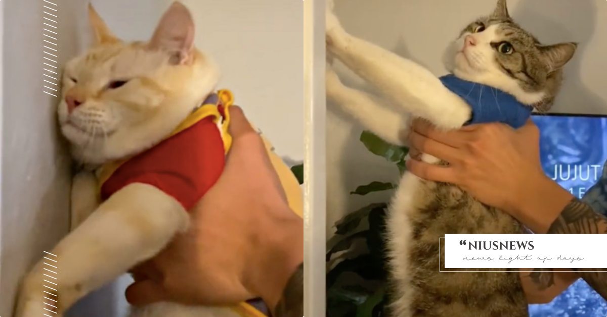 手抵牆測智商？貓咪智力測驗網上瘋傳，貓行為獸醫師：20問題簡單評估主子聰不聰明！ 寵物趣聞、寵物新聞、寵物測驗、貓咪智力測驗、獸醫師、貓行為獸醫師