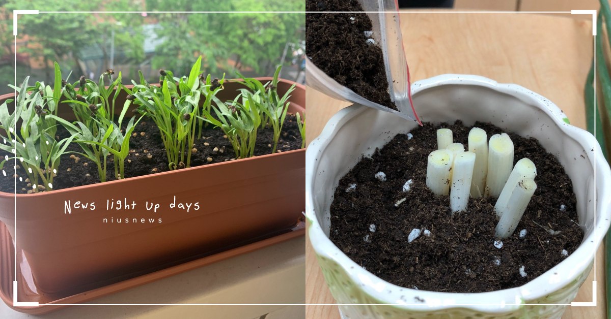 防疫期間就來打造自己的小菜園吧！10款超好種的入門蔬菜，在家煮飯也能添點有機食材 居家防疫、新冠肺炎、疫情、第三級警戒、菜園、果園、種植、種菜、蔬菜、調味料、食材、自耕