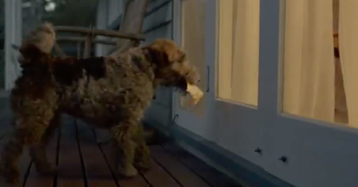 歷盡千辛萬苦撿回樂透頭獎，你卻如此待我？ 紐西蘭、威力球、樂透、搞笑