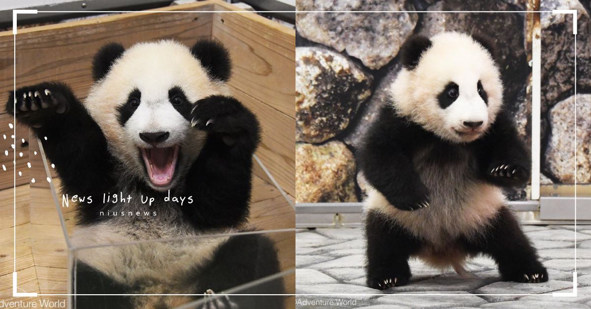 難道是含著可愛出生嗎 小熊貓 楓浜 成日本主題樂園團寵 蠢萌翻車還追著飼養員討抱 可愛動物 動物 熊貓 小熊貓 寶寶 寵物圈圈