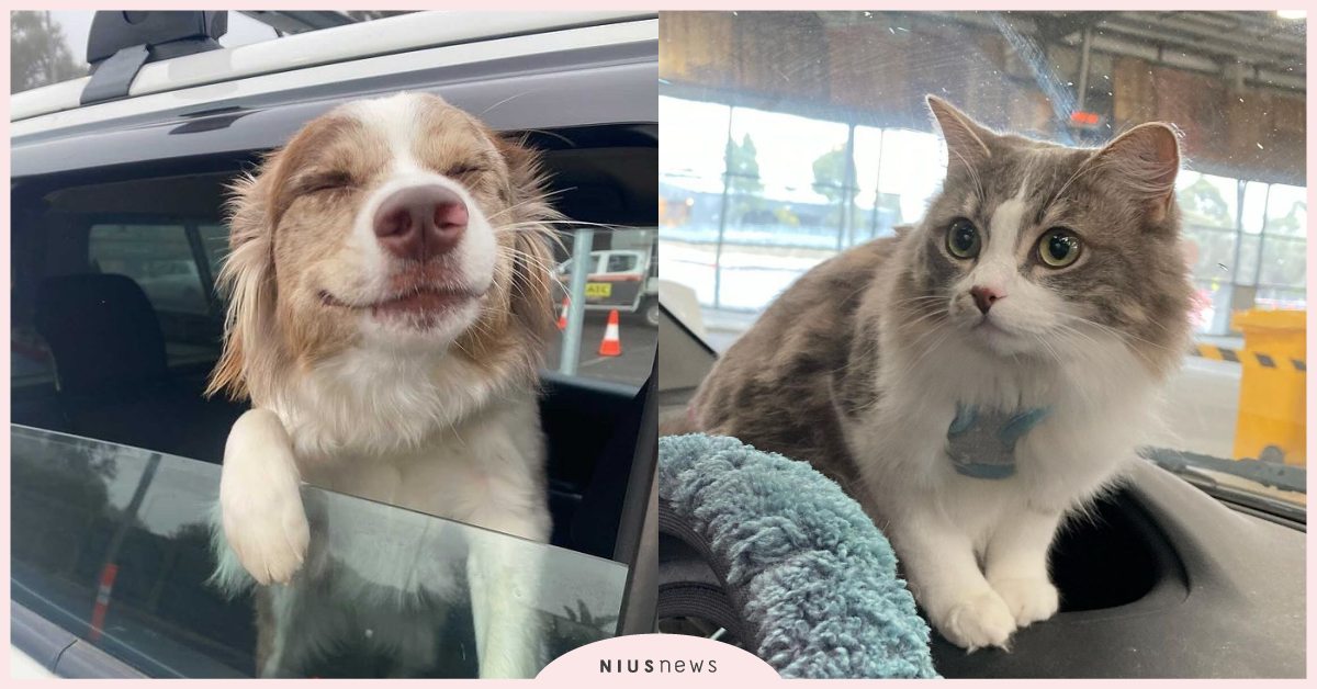 病毒採檢員日常小確幸！澳洲「毛小孩放風照」網上爆紅，網友：看來真的很久沒出門了！ 澳洲、寵物趣聞、可愛寵物、新冠肺炎、疫情、封城