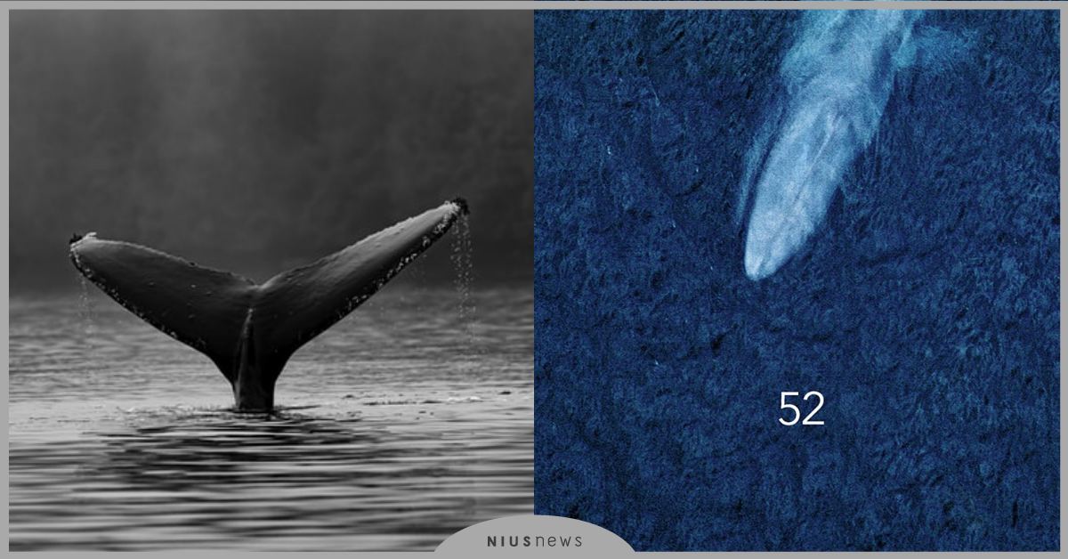 《最孤獨的鯨：尋找52》預告釋出！科學家尋覓「52赫茲」鯨魚，揭開人類真實內心！ 電影、動物、52赫茲、頻率、太平洋