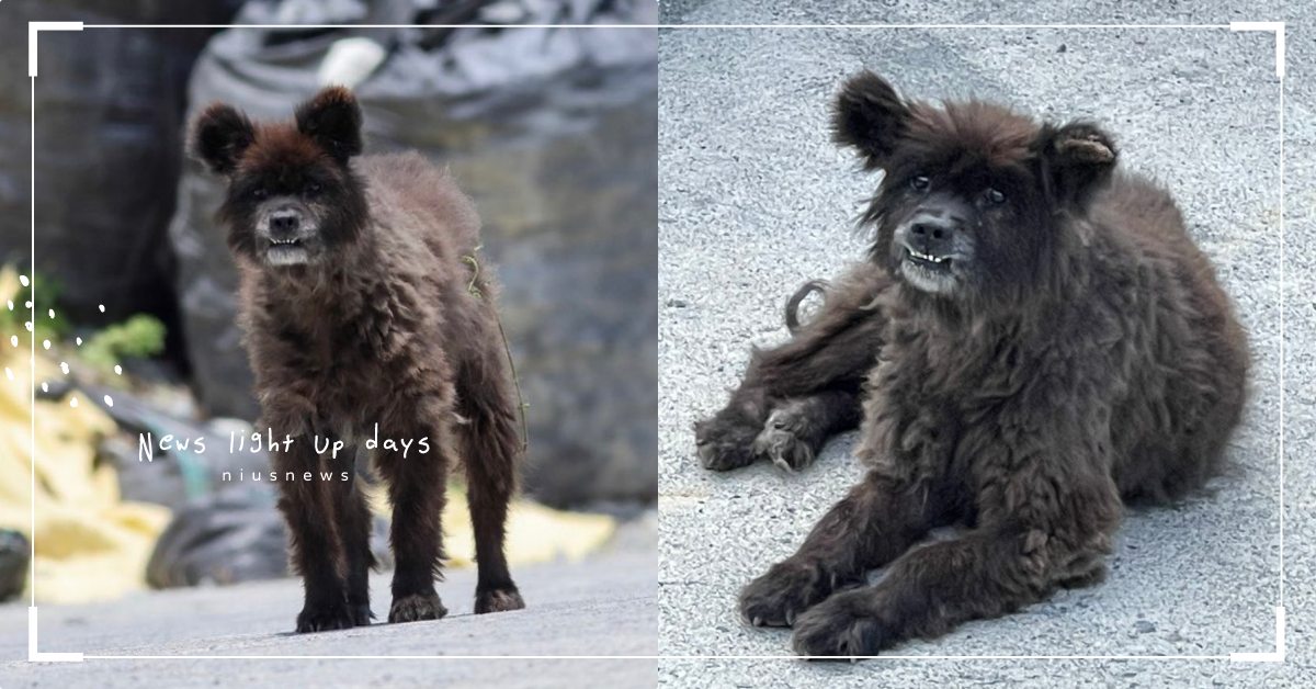 路邊驚見「野生黑熊」？兩張照片引發上萬網友討論：這神秘生物請專家現身解答！ 可愛寵物、寵物趣聞、黑熊、浪浪、流浪狗、領養、日本、Twitter