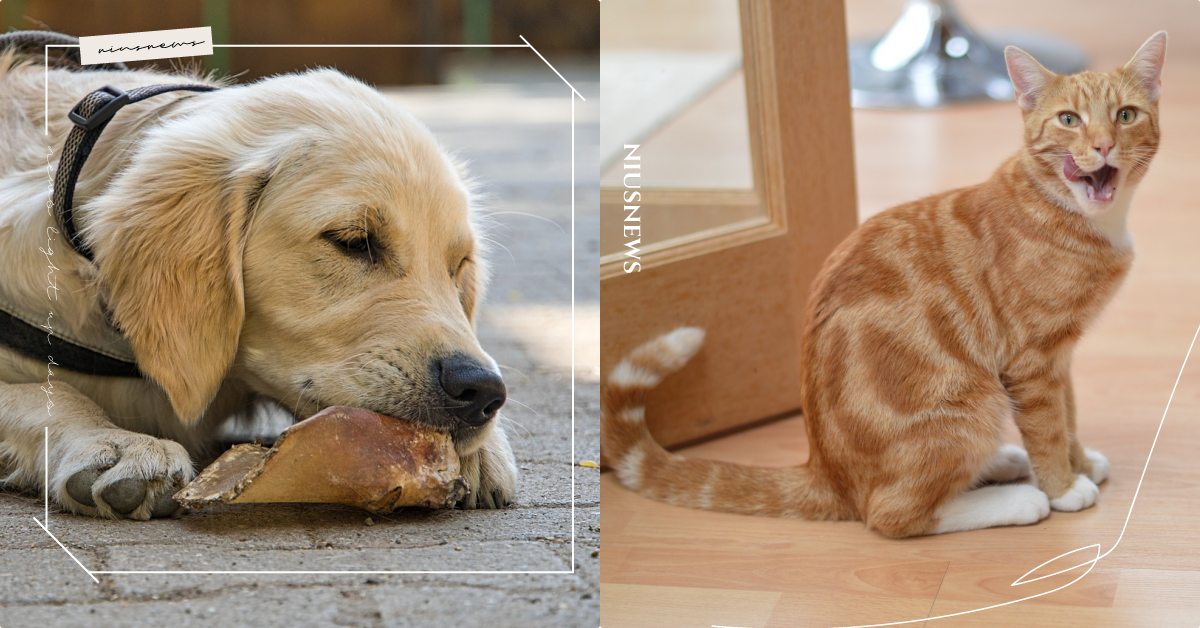 寵物鮮食入門5大重要觀念！什麼年紀適合吃？營養師推薦食材有哪些？ 寵物健康、寵物知識、寵物飲食、寵物照顧、毛小孩