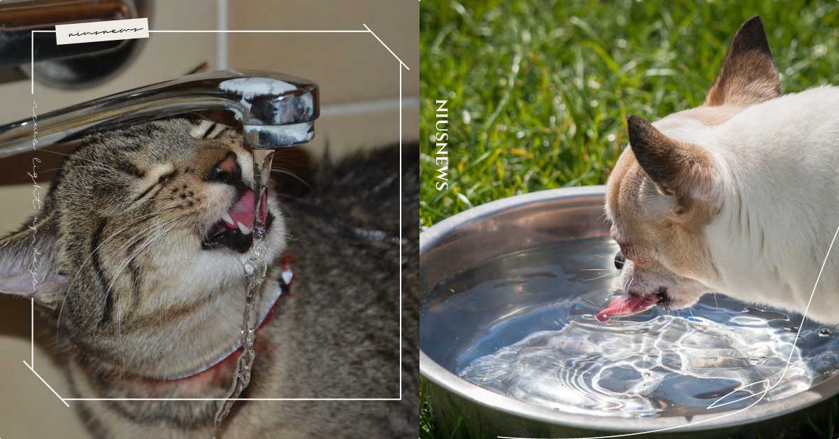 毛小孩可以喝冰水嗎？炎炎夏日的消暑好秘方，獸醫營養師：這3類毛孩不適合！ 寵物健康、寵物知識、寵物飲食、寵物照顧、毛小孩、獸醫師、營養師