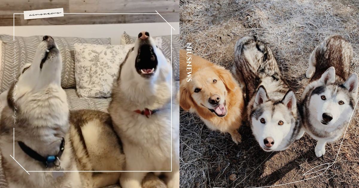 哈士奇組成「二部合唱團」？兄弟倆日日高歌開演場會，網友表示：「心疼坐中間的阿金」 可愛動物、毛小孩、寵物、狗狗、汪星人、哈士奇、二哈、黃金獵犬、逗趣、聲樂、合唱團、鏟屎官