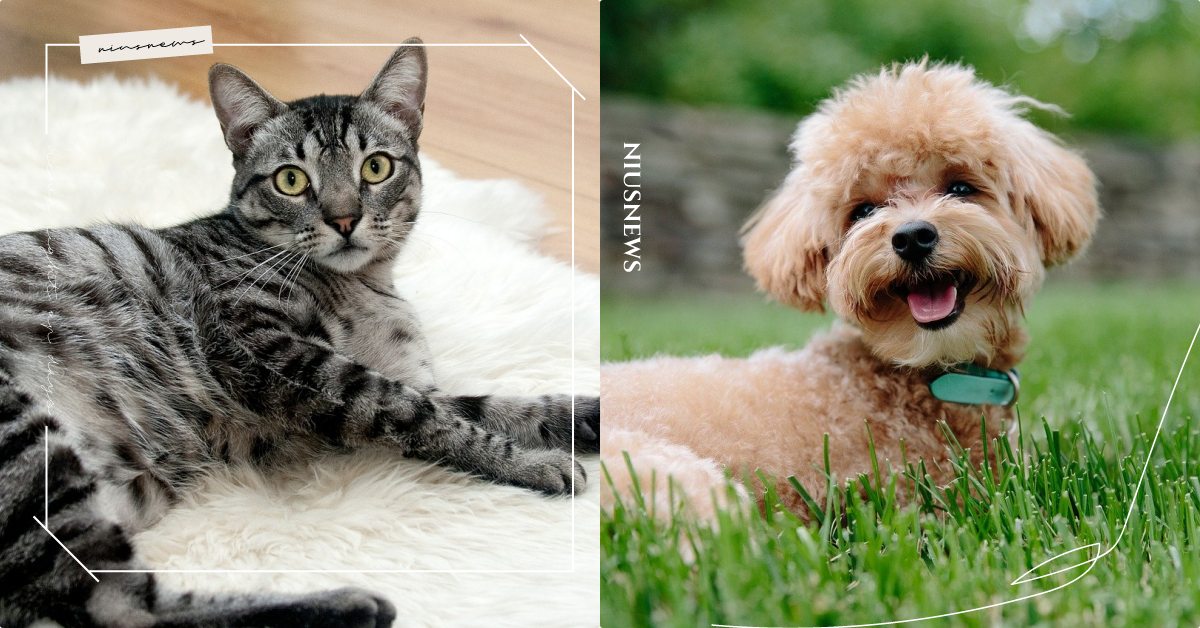 美國CDC「養寵物的6大好處」！除了減少孤單寂寞感之外，竟然還可以降低膽固醇！ 寵物知識、養寵物好處、寵物、CDC、孤單、身心靈健康、膽固醇