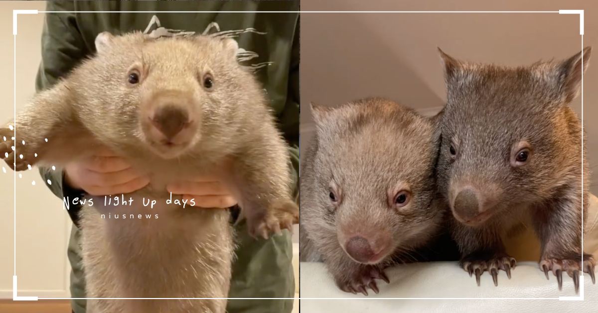 屁股癢用樹幹撓？澳洲家中竟然有「袋熊」出沒，愛挖地洞還意外成為森林野火救命英雄！ 可愛動物、動物、寵物、毛小孩、澳洲