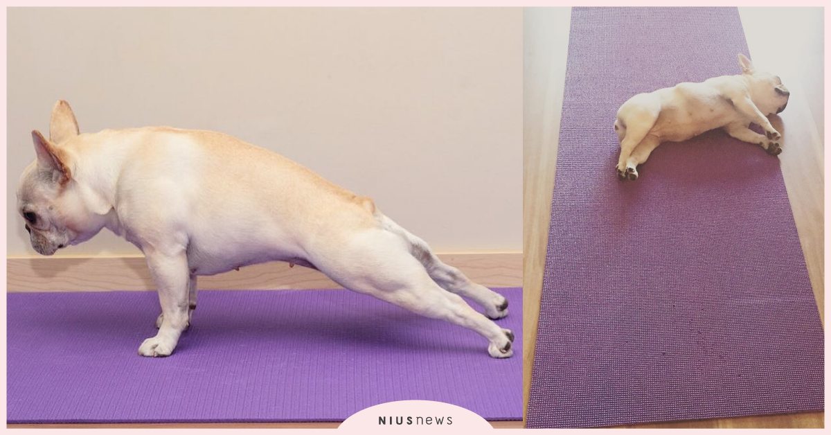 這筋骨超軟Ｑ！美國「法鬥犬」展現高超瑜珈技術，標準棒式運動也難不倒牠！ 寵物、寵物趣聞、美國萌寵、法鬥犬、短吻犬、瑜珈、瑜珈狗