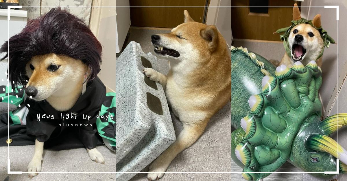 天生的演員！柴犬浮誇表情成功演繹各種角色，《鬼滅之刃》、《侏羅紀公園》都是成名作 可愛寵物、寵物、毛小孩、狗狗、汪星人、日本、柴柴、阿柴、柴犬、寵物衣服、寵物玩具、玩具、道具、服飾、鬼滅之刃、裝扮