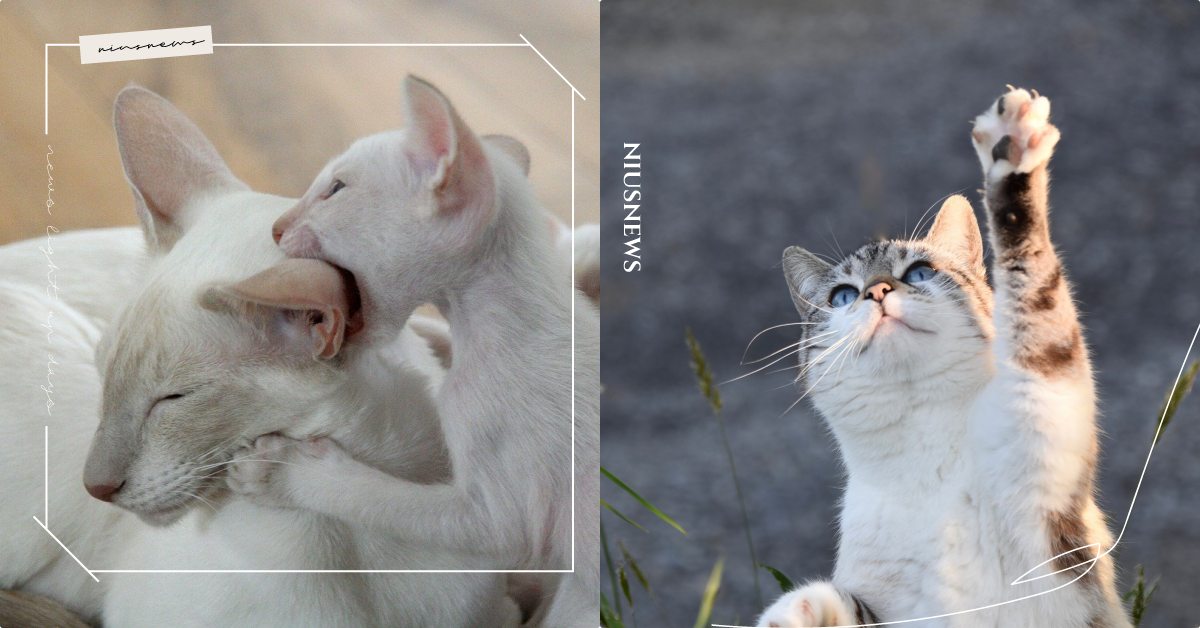 手臂傷痕累累！「小貓長牙齒愛咬人」好苦惱，原來冷淡回應或許是最佳解法？ 寵物圈圈、寵物教養、貓咪咬人、寵物照顧、小貓長牙齒