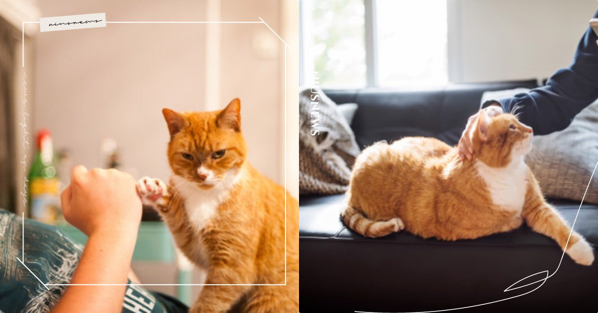 你和主子的關係如何？林肯大學「貓咪測驗」5分鐘結果出爐，大部分貓咪喜歡談異地戀！ 寵物圈圈、寵物教養、寵物照顧、貓咪測驗、貓咪行為、寵物行為