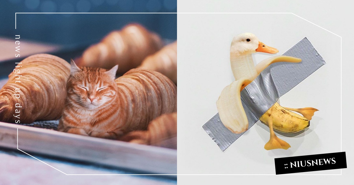 這是一隻間諜可頌！藝術家「動物×食物」神合成，橘貓變身可頌、班馬和Oreo無違和 合成、P圖、動物、食物、藝術、創作、可愛、獵奇、間諜可頌、藝術