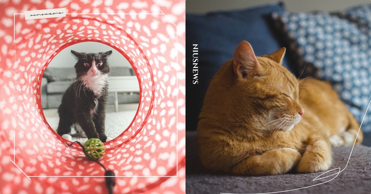 WFH讓貓咪更黏人？英國研究疫情之下「寵物變得容易親近人」，喵星人竟更愛鏟屎官！ 寵物新聞、新冠肺炎、WFH、寵物研究、鏟屎官