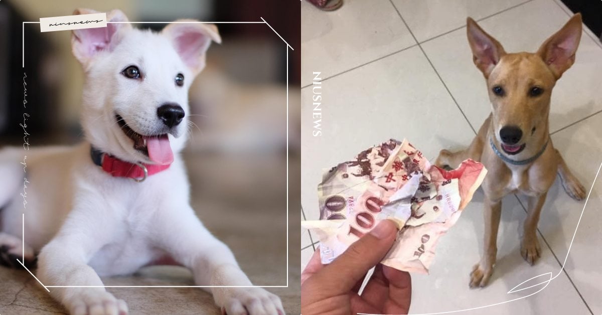 WFH領養寵物要三思！「浪浪別哭」釋出毛孩拆家圖鑑，看了心跳漏拍請優先考慮成犬！ 寵物圈圈、寵物教養、寵物照顧、寵物領養、浪浪別哭、中途咖啡廳