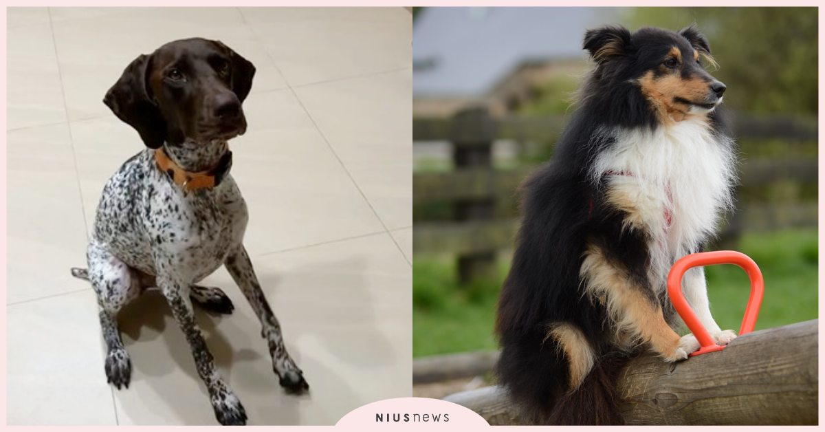 防疫期間培養默契！「寵物行為師」傳授居家訓練技巧，毛主人趕緊趁現在把握教育時間！ 寵物行為訓練師、訓練、寵物教養、寵物圈圈、寵物行為、動保處