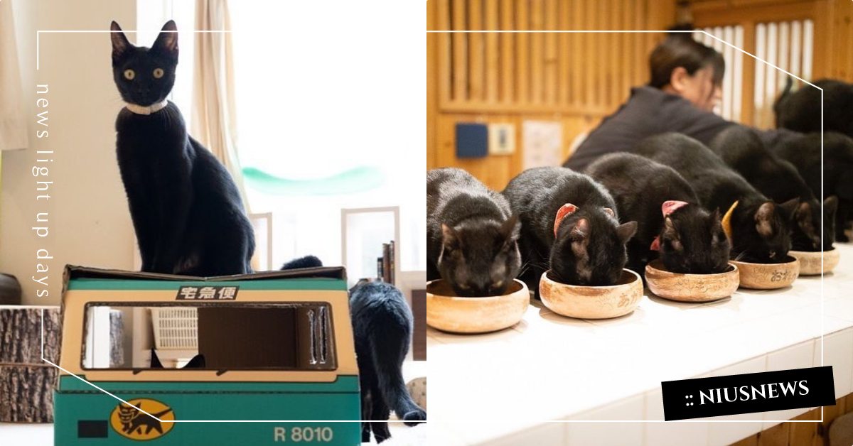 宅急便已抵達！日本第一間「黑貓咖啡廳」超療癒，一起吃飯直接原地融化！ 寵物圈圈、可愛寵物、黑貓咖啡廳、黑貓、國際黑貓日、黑貓咪