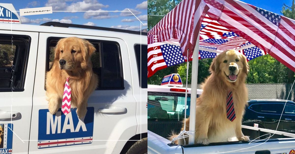 民選「狗鎮長」治理美國小鎮！阿金穆勒二世撫慰人心獲得選民愛戴，高票連任成功！ 可愛動物、寵物、毛小孩、狗狗、汪星人、美國、鎮長、狗鎮長、民選、慈善機構、投票、救援動物計畫