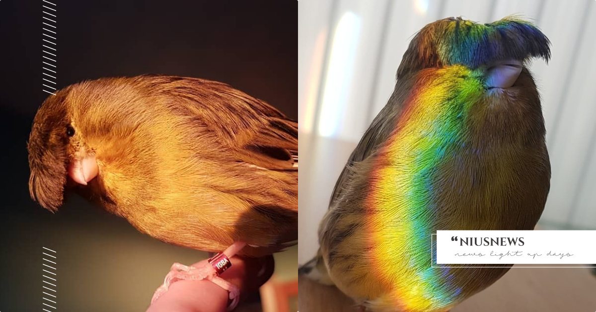 遮住眼睛了啦！美國擁有帥氣瀏海的「金絲雀」，眨眼放電簡直是鳥界風雲人物！ 寵物圈圈、寵物趣聞、可愛寵物、金絲雀、鳥、美國、萌寵