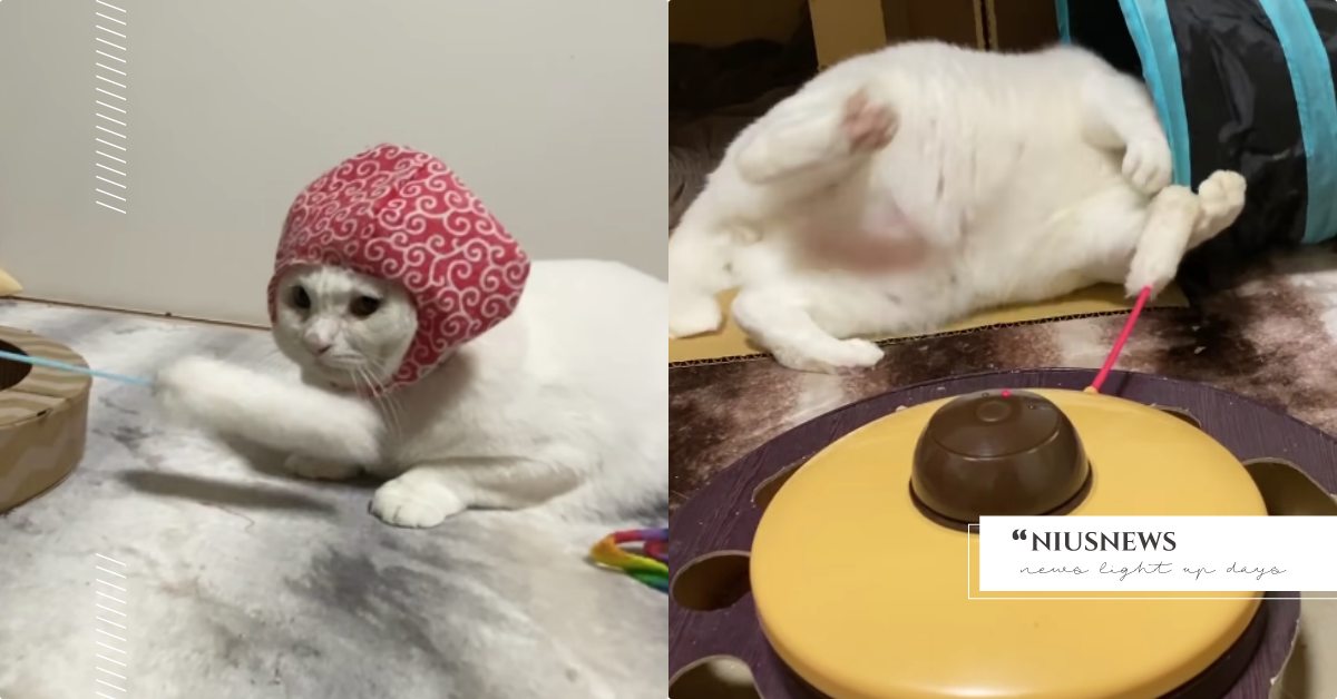 可以再懶一點！以佛系玩「自動逗貓器」出名的日本白貓，躺在地上還玩到被打臉！ 寵物趣聞、寵物圈圈、貓咪、喵星人、鏟屎官